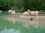 flamingo.jpg (74214 bytes)