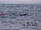 Video of Sperm Whale (394KB)