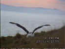 Movie of albatross feeding chick (large)