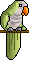 Monk Parakeet / Quaker Parrot