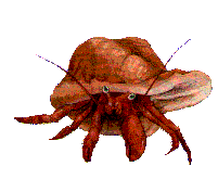 Hermit Crabs